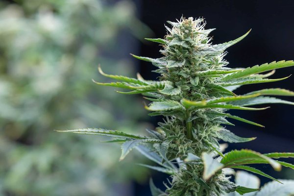 Comment choisir les meilleures fleurs de cbd ?